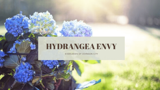 Hydrangea Envy