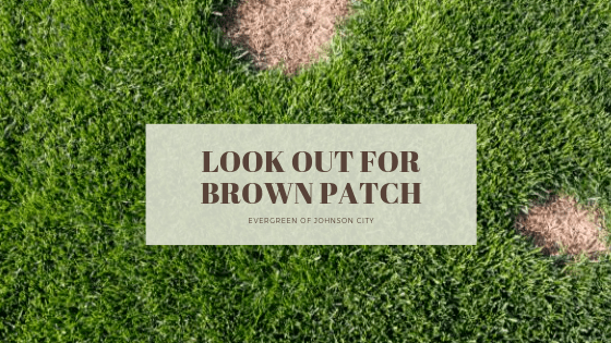 Look Out for Brown Patch