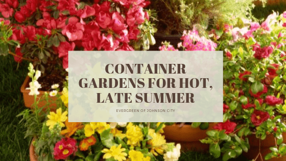 Create Container Gardens for Hot, Late Summer