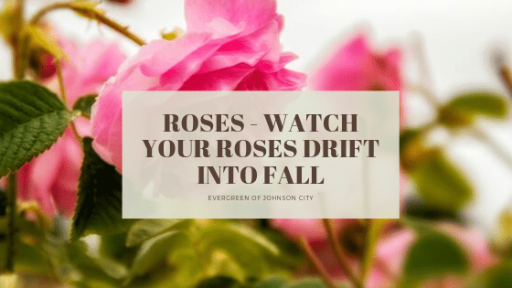 Watch Your Roses DRIFT into Fall
