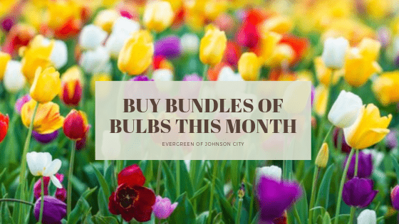 Buy Bundles of Bulbs This Month