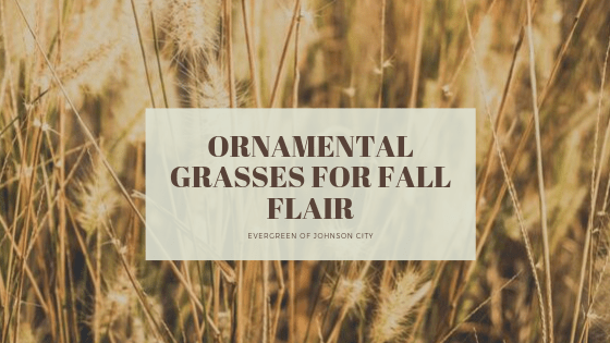 Ornamental Grasses for Fall Flair