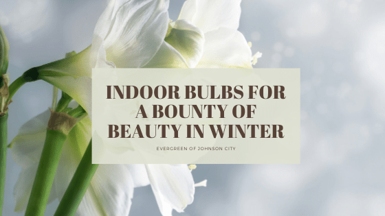 Indoor Bulbs for Bountiful Beauty in Winter