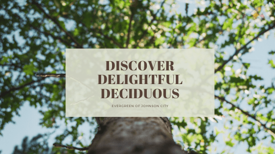 Discover Delightful Deciduous