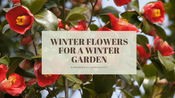 Winter Flowers for a Winter Garden