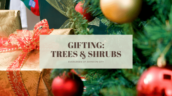 Gifting: Trees & Shrubs