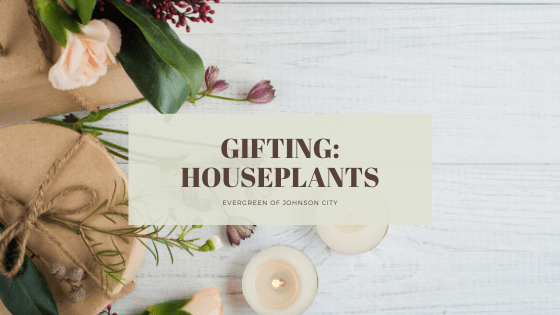 Gifting: Houseplants