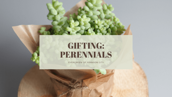 Gifting: Perennials