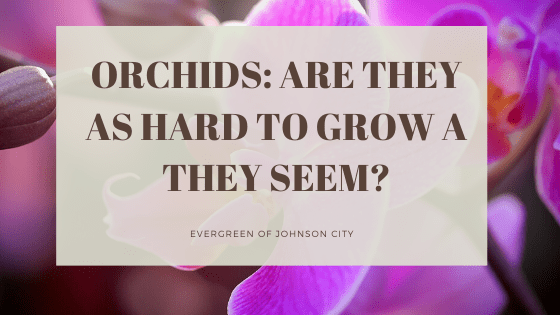 Orchids: Are They as Hard to Grow as They Seem?