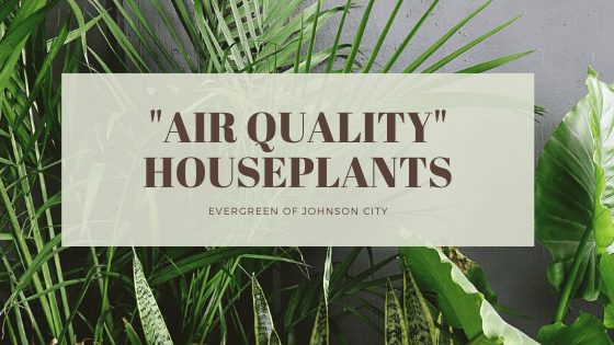 Air Quality Houseplants