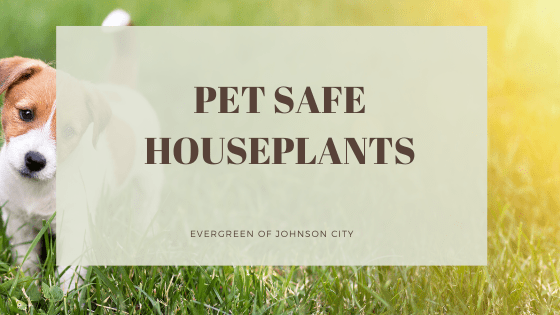 Pet Friendly Houseplants