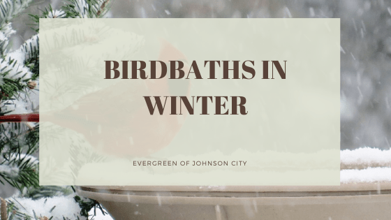 Birdbaths in Winter