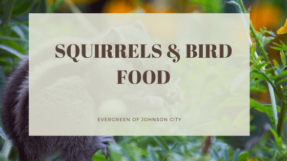 Squirrels & Bird Food