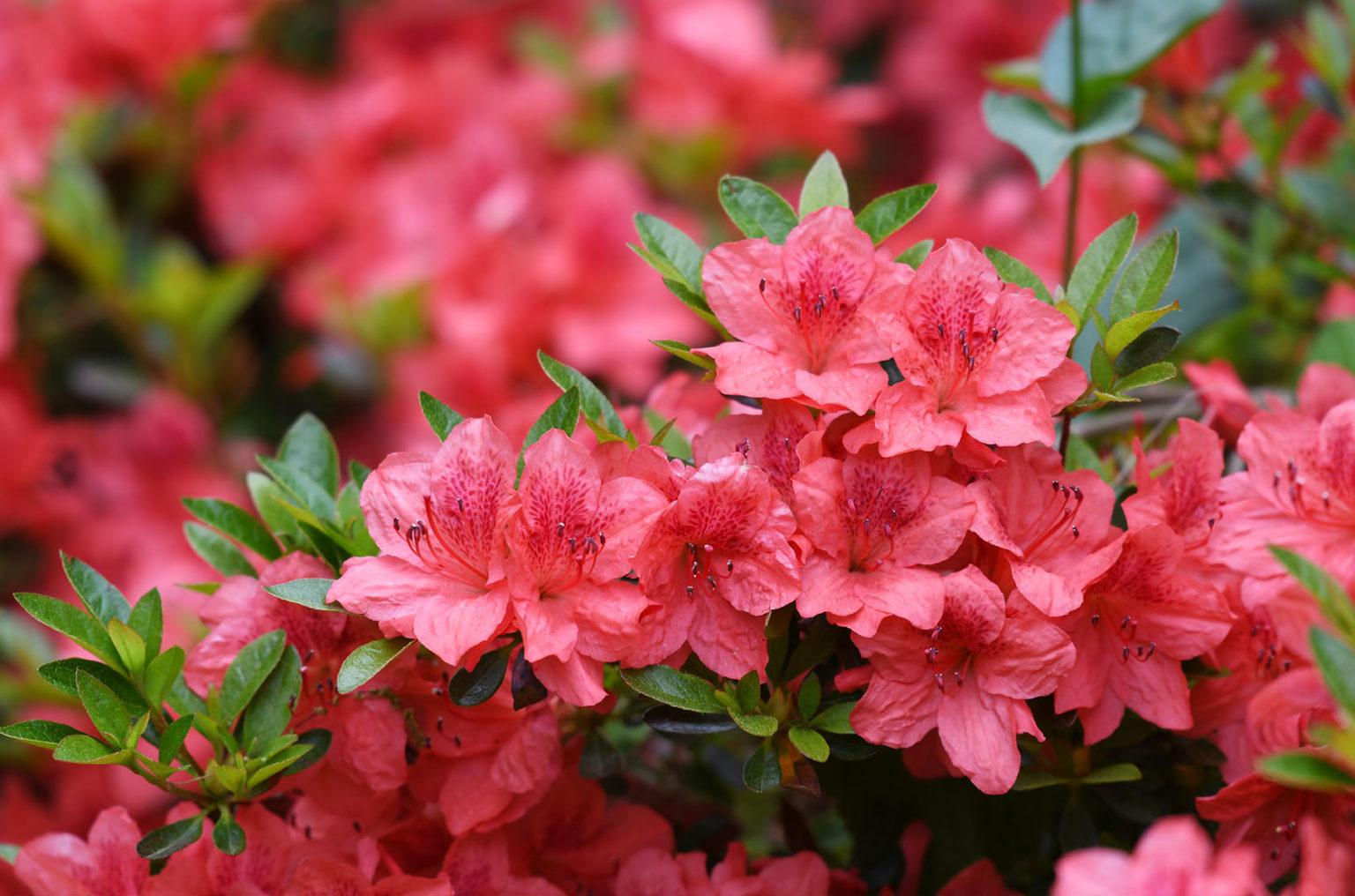 Purple Azalea Bush – Which One is Right For You?
