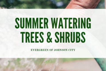 Summer Watering – Trees & Shrubs