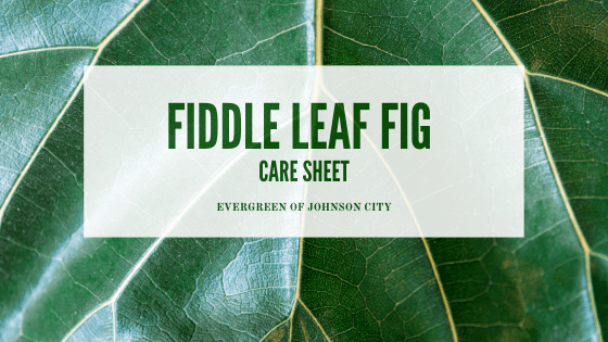 Fiddle Leaf Fig Care