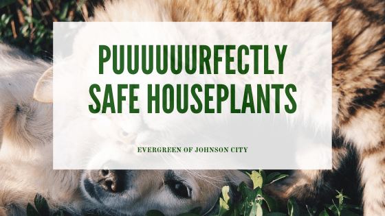 Puuuuurfectly Safe Houseplants