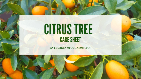 Citrus Tree Care Sheet