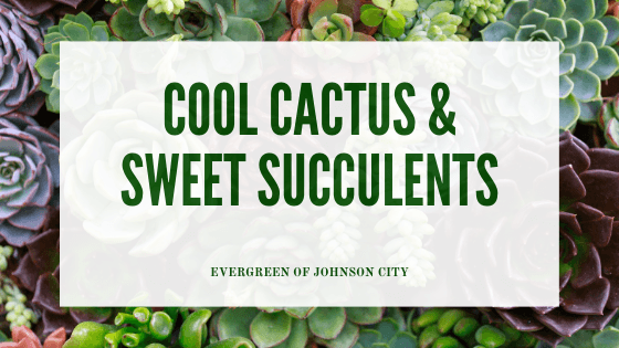 Cool Cactus & Sweet Succulents