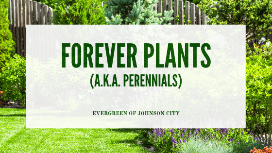 Forever Plants A.K.A PERENNIALS