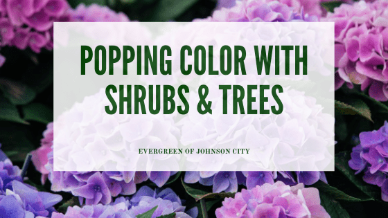 Poppin’ Color with Shrubs & Trees