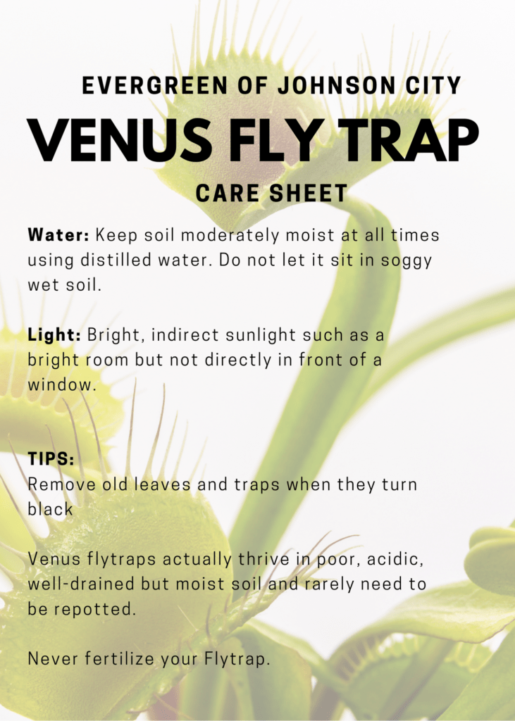 Venus Fly Trap Care Sheet Evergreen Of Johnson City Tn