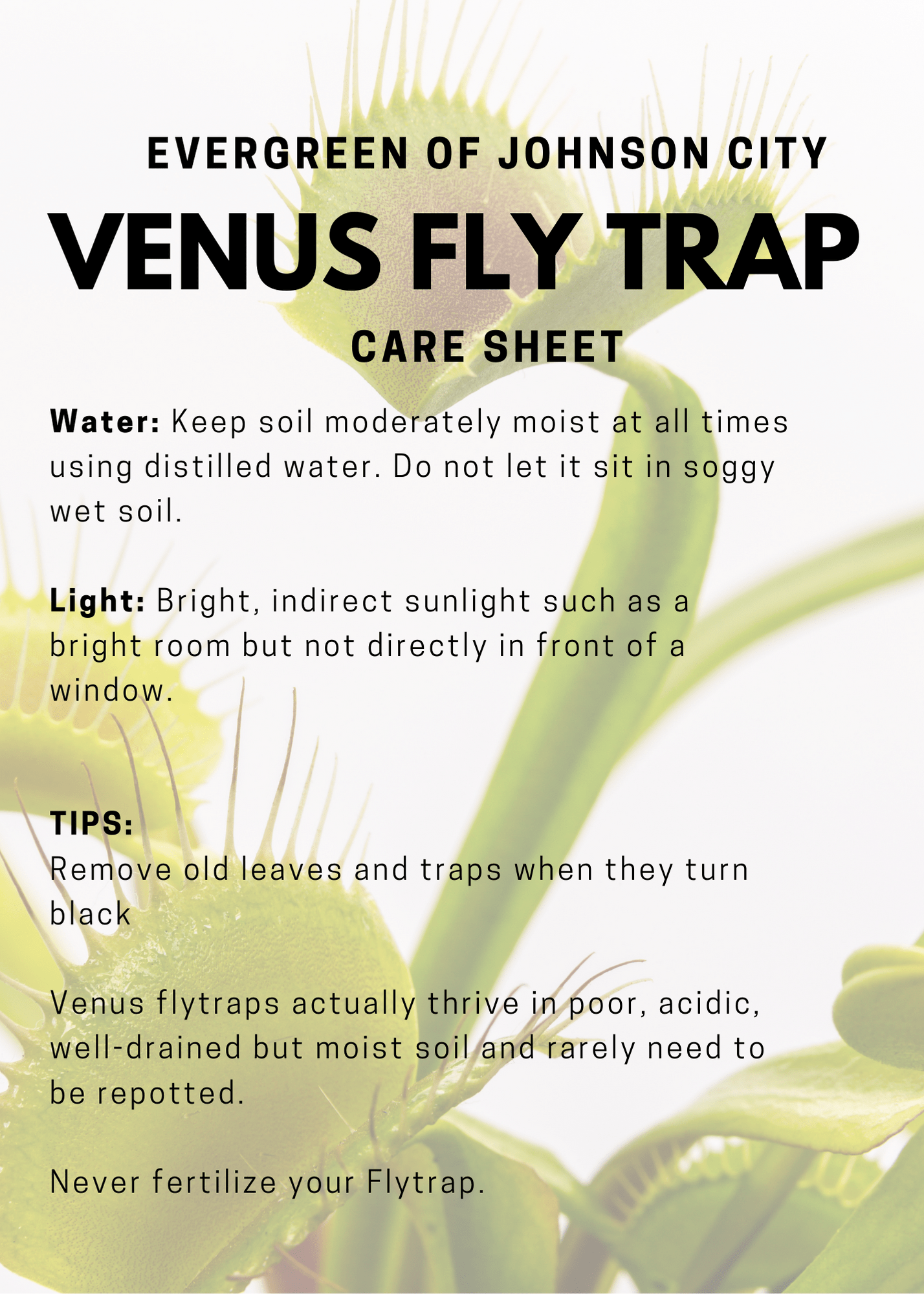 venus-fly-trap-evergreen-of-johnson-city-tn