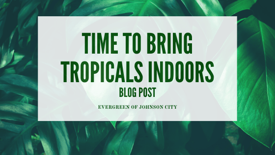 Time to Bring Tropicals Indoors