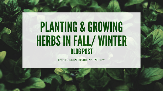 Planting and Growing Herbs in the Fall & Winter