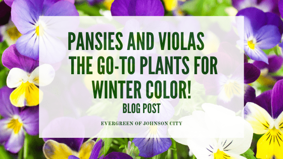 Pansies and Violas The Go-To Plants for Winter Color!