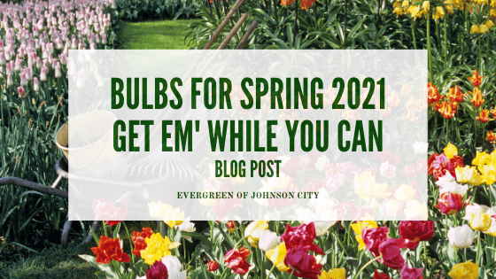 Bulbs for Spring 2021 – Get ‘Em While You Can!