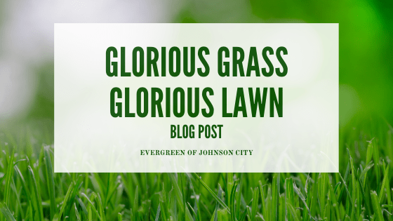 Glorious Grass, Glorious Lawn