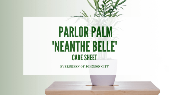 Parlor Palm Care Sheet