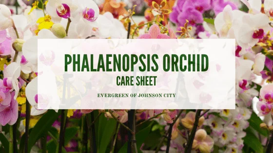 Phalaenopsis Orchid Care Sheet