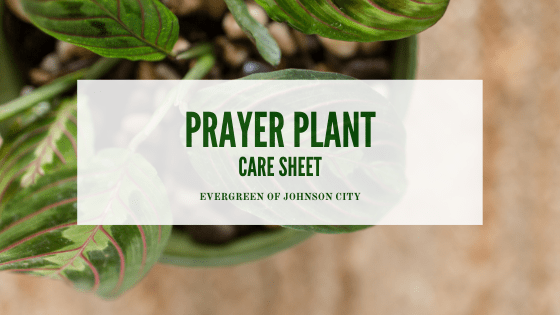 Prayer Plant Care Sheet