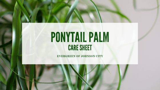 Ponytail Palm Care Sheet