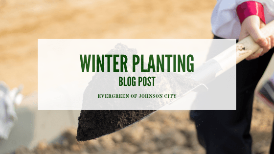 Winter Planting