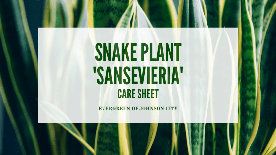 Sansevieria Care Sheet
