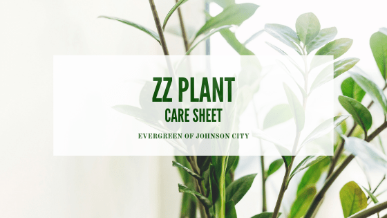 ZZ Plant Care Sheet
