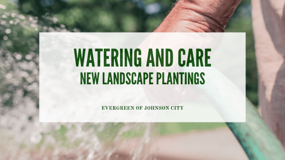 Watering & Care: New Planting Instructions