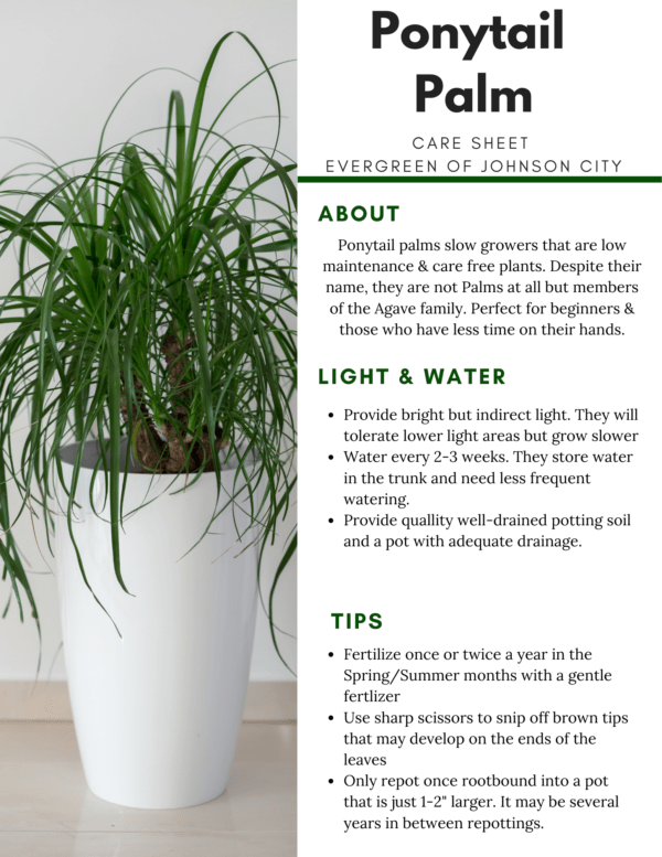 ponytail-palm-care-sheet-evergreen-of-johnson-city-tn