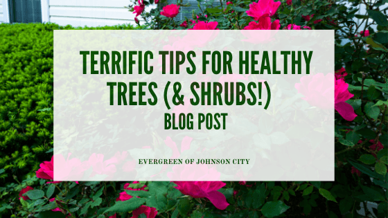 Terrific Tips for Healthy Trees (& Shrubs!)