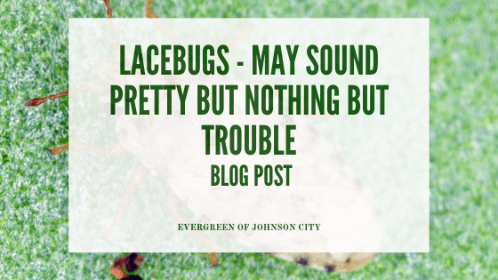 Lacebugs May Sound Pretty but They are Nothing but Trouble