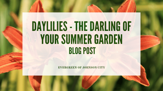 Daylilies – The Darling of Your Summer Garden