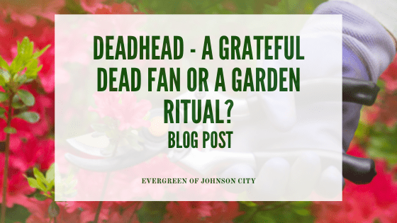 Deadhead: A Grateful Dead fan or Garden Ritual?