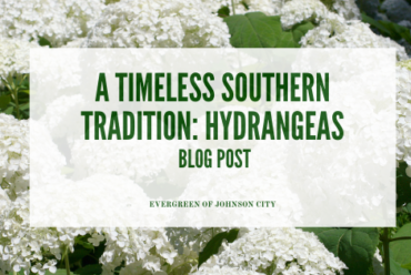 A Timeless Southern Tradition – The Hydrangea!
