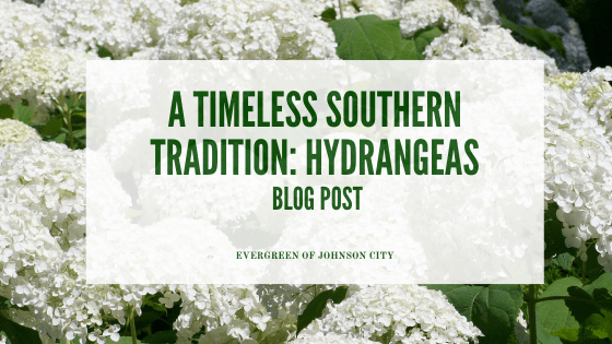 A Timeless Southern Tradition – The Hydrangea!