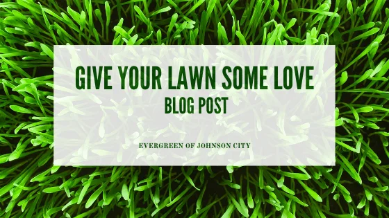 Give Your Lawn Some Love