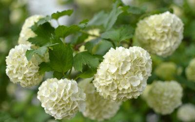 A Timeless Southern Tradition – The Hydrangea!