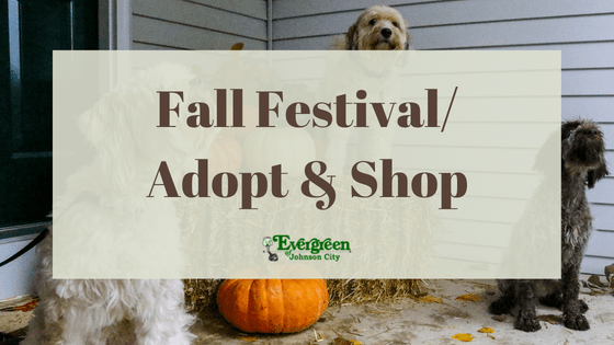 Fall Festival/Adopt & Shop Event